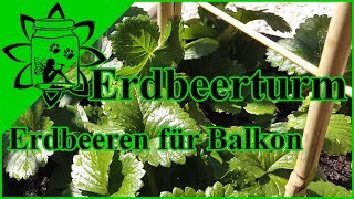 Erdbeeren auf dem Balkon im Topf anbauen  Erdbeerturm  Klettererdbeeren  Garteneinkochfee [upl. by Nemad]