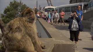 Wild monkeys in Gibraltar [upl. by Dlonra]