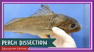 Perch Bony Fish Dissection  Teach A Man To Fish EDU [upl. by Kurtz206]