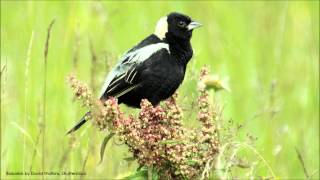 Bobolink Song [upl. by Laet393]