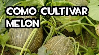 Cómo Cultivar Melón  Huerta orgánica [upl. by Hsara]