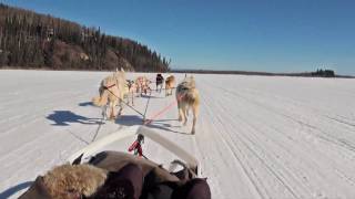 Dog Sledding  Mushing in Fairbanks Alaska [upl. by Aila]