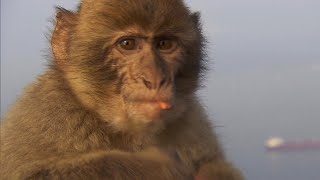 Effort for peace between Gibraltars monkeys and tourists [upl. by Inez]