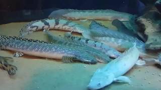 Feeding Eels Gars Lungfish Bichirs amp African Arowana [upl. by Alsi]