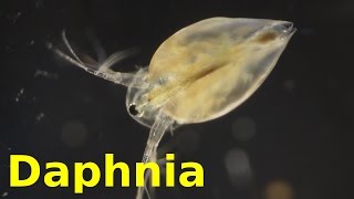 Daphnia [upl. by Schertz466]