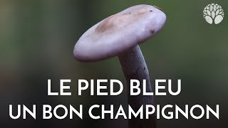 Le délicieux pied bleu confusion avec des cortinaires [upl. by Brass]