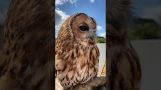 Tawny Owl Call [upl. by Fifi]