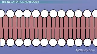 Lipid Bilayer Definition Structure amp Function [upl. by Ladnyc]