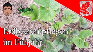 Erdbeeren pflegen im MärzApril [upl. by Carlina]