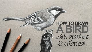 How to Draw a Realistic Bird [upl. by Niknar]