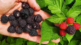 BLACK RASPBERRIES Everything You Need To Know [upl. by Anaujat275]