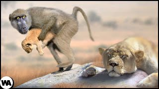 Why Do Baboons Steal Lion Cubs [upl. by Drazze99]