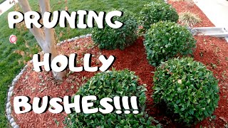 PRUNING HOLLY BUSHES I Winter Gardening Tips [upl. by Corrine]