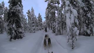 Kiruna Sweden Dog Sledding 6 Day Tour  Jukkasjärvi Wilderness Tours [upl. by Eelyram928]