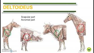 Comparative Anatomy Muscular System [upl. by Johiah]