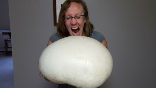 Giant Edible Puffball Mushroom  October 2016 [upl. by Benito]