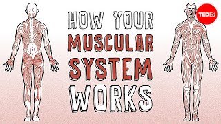 How Muscles Work An Educational Guide [upl. by Yltnerb355]