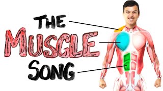 The Muscle Song Memorize Your Anatomy  SCIENCE SONGS [upl. by Asined]