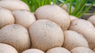 Much needed Information on Puffball Mushrooms Along With Recipes [upl. by Abil]