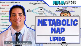 Metabolism  The Metabolic Map Lipids [upl. by Ellimahs422]