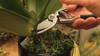 Where to Cut an Orchid Plant  Orchid Care amp More [upl. by Ynaffet225]