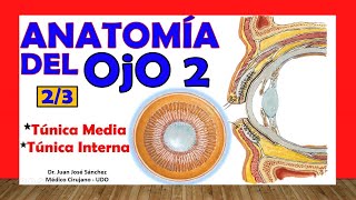 🥇 Anatomía del OJO 23  Túnica Media y Túnica Interna [upl. by Adieno]