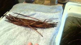 Pine Needle Baskets Part One Gather Clean and Prepare the Needles [upl. by Elledoj]