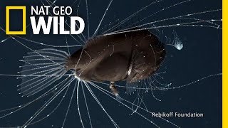 FirstEver Footage of DeepSea Anglerfish Mating Pair  Nat Geo Wild [upl. by Nielson395]