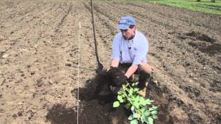 How to Plant Raspberries [upl. by Scopp]