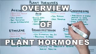 Plant Hormones  Types and Functions [upl. by Nessa]