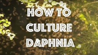 How To Culture Daphnia Magna [upl. by Hsot671]