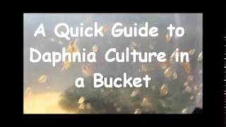 How to culture daphnia outside [upl. by Acirtap]