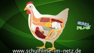 Das Huhn  Schulfilm Biologie [upl. by Tanitansy72]