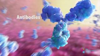 How do Antibodies Work [upl. by Moyer172]