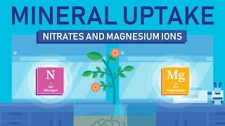 Plant Nutrition Mineral Absorption  Part 3 [upl. by Enitsua]