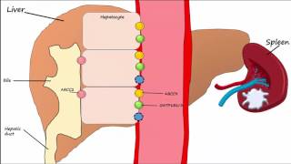 Hemoglobin BreakdownMetabolism [upl. by Lenrad]