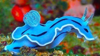 19 INCREDIBLY Colorful Sea Creatures [upl. by Eceryt]