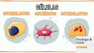 Histologia do Tecido Ósseo  Células e Matriz [upl. by Eltsyrhc]