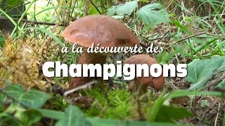 Les champignons comestibles [upl. by Rintoul248]