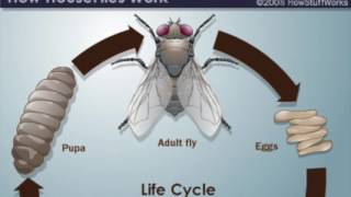 Diptera House Fly [upl. by Joyce]