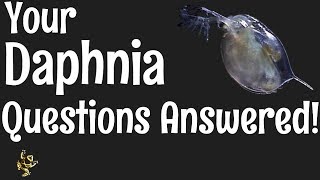 Daphnia Questions Answered [upl. by Sibby]