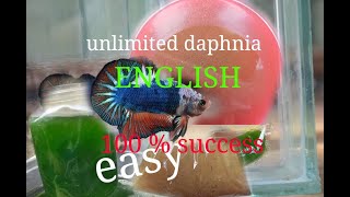 daphnia moina culture Easy way Unlimited production English  with sub Green water Chlorella [upl. by Nuahsar597]