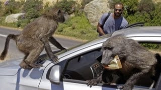 Baboon Wars  South Africa [upl. by Pomeroy]