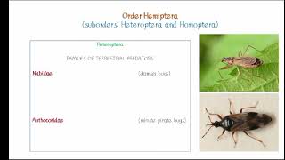 Order Hemiptera [upl. by Kynthia]