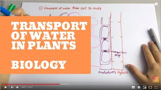 Biology  Transport of water in plant [upl. by Engamrahc425]