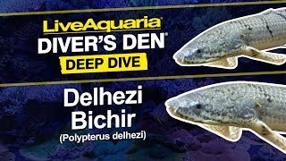 LiveAquaria® Diver’s Den® Deep Dive Delhezi Bichir Polypterus delhezi [upl. by Georgette]