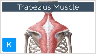 Trapezius Muscle  Origin Insertion Actions  Human Anatomy  Kenhub [upl. by Doralia]