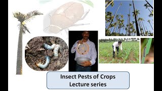 Insect Pests of Crops Lecture 1 Types of damage caused by insects [upl. by Rattray]