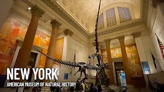 American Museum of Natural History Inside Walking Tour  New York USA [upl. by Oicneconi]