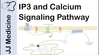 Inositol Triphosphate IP3 and Calcium Signaling Pathway  Second Messenger System [upl. by Ishmael610]